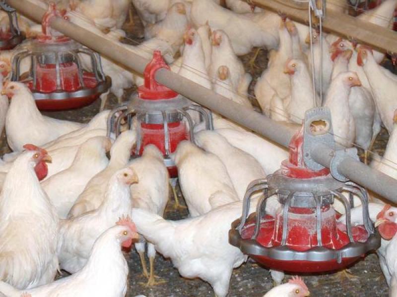 CHORE-TIME® Bird Scale for Broilers - Chore-Time